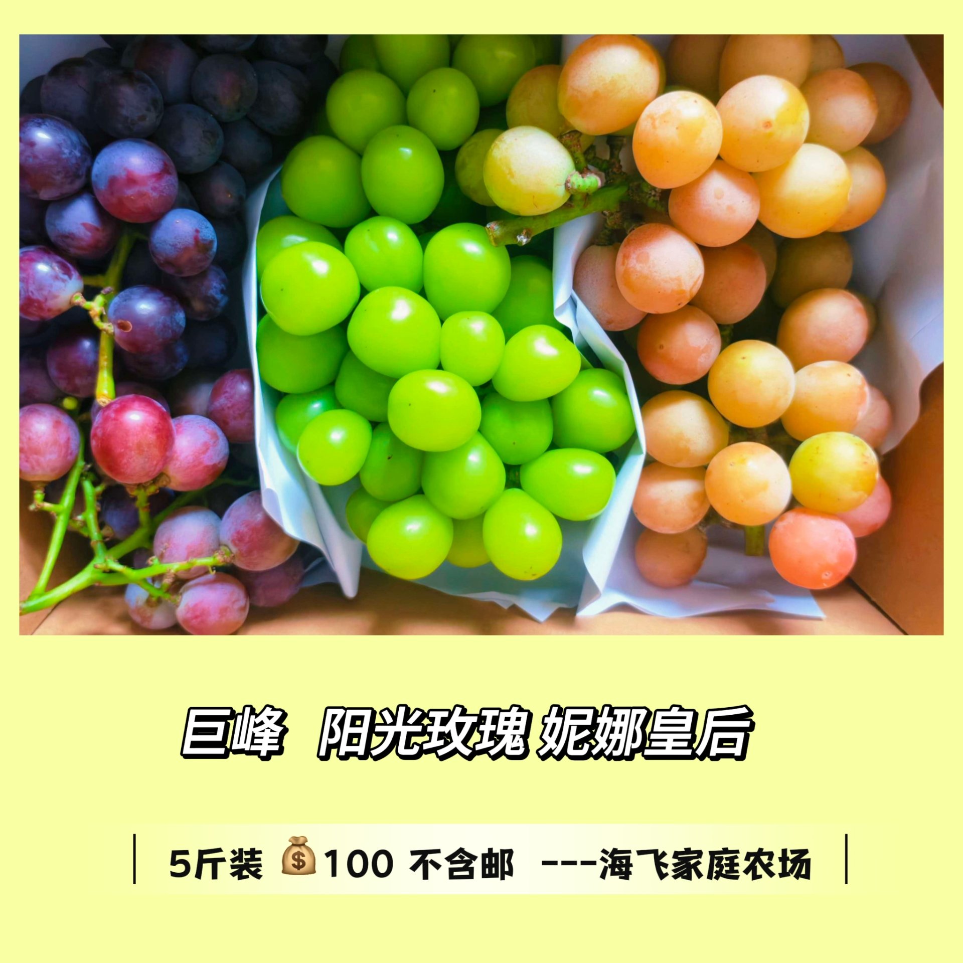 巨峰阳光玫瑰妮娜皇后组合