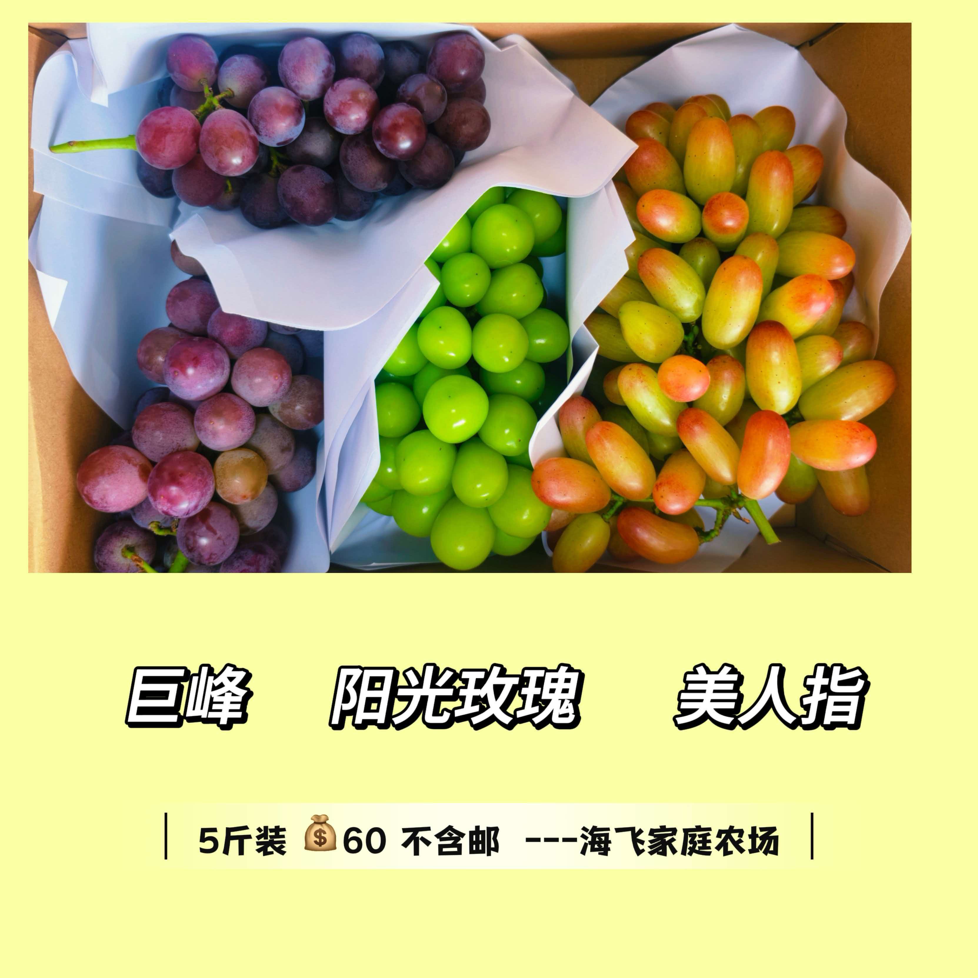 巨峰阳光玫瑰美人指组合